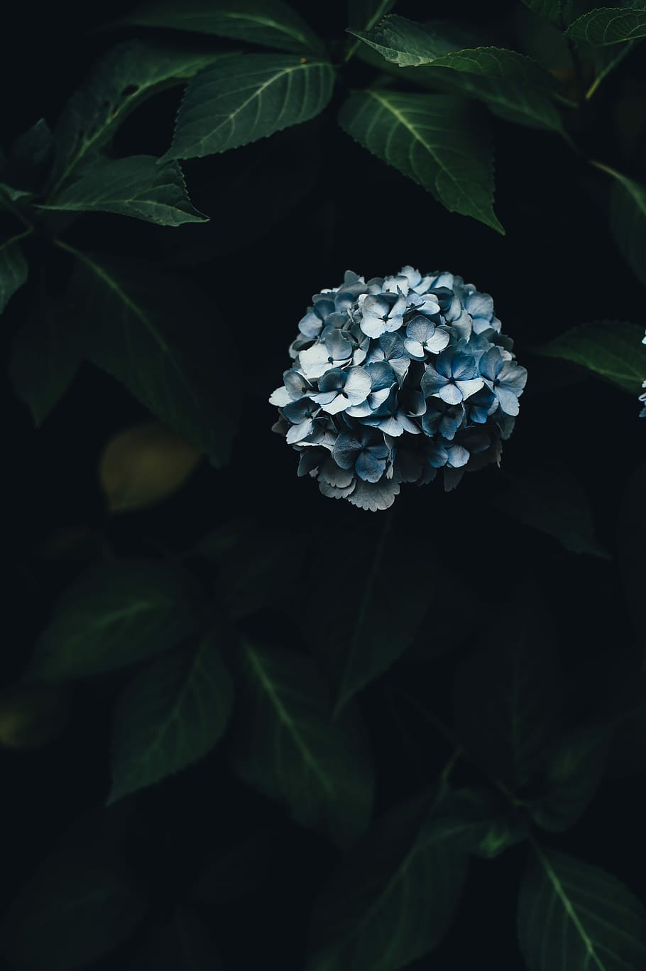 person showing green and blue flowers, black, gray, leaves, petals, HD wallpaper