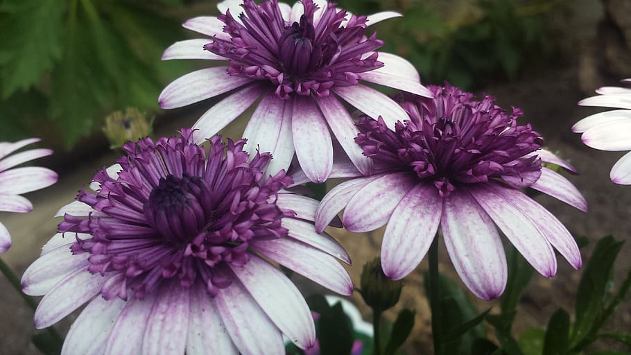 three, daisy, purple, flower, flowering plant, fragility, vulnerability HD wallpaper