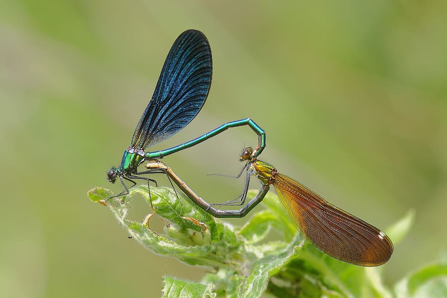 two brown and black dragonflies perching on green leaf plant HD wallpaper