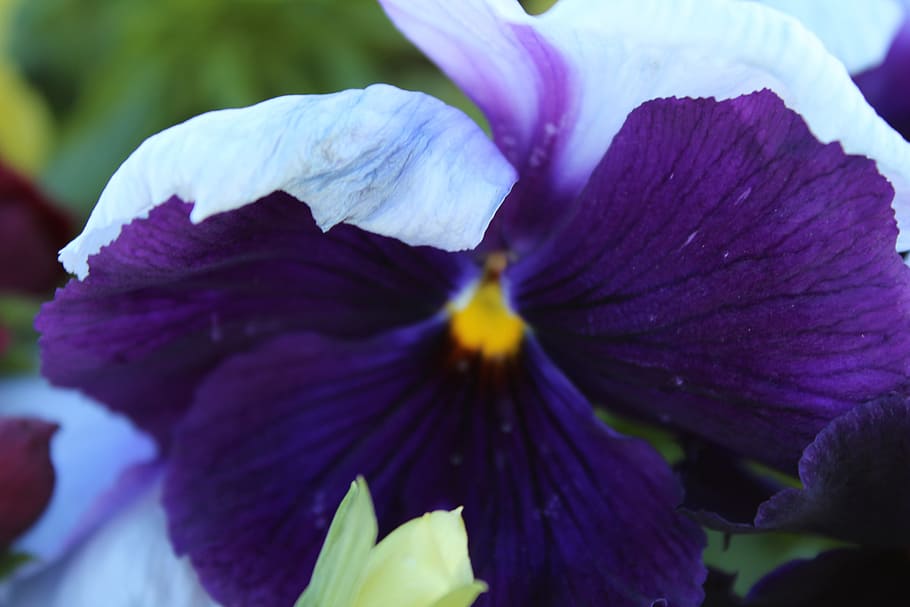 flower, view, nature, flowering plant, petal, freshness, close-up HD wallpaper