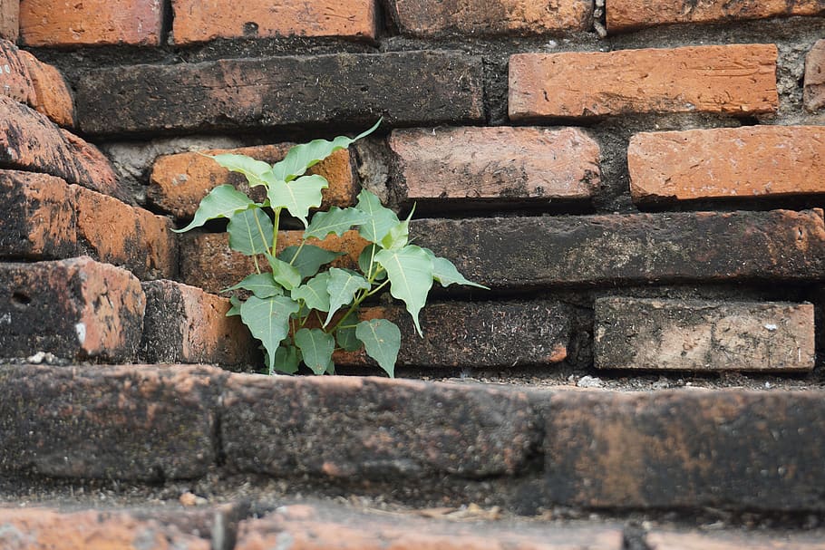 bricks, tree, nature, leaf, plant part, wall, wall - building feature HD wallpaper