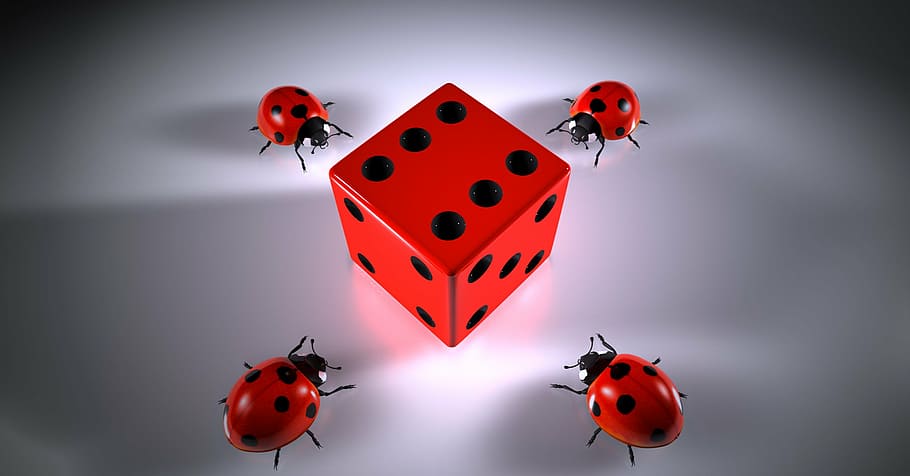 four ladybugs crawling near red and black dice, cube, lucky ladybug