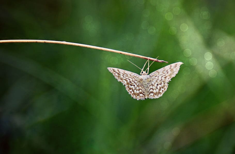 Butterfly, Moth, Hang, green, insect, nature, butterfly - Insect HD wallpaper
