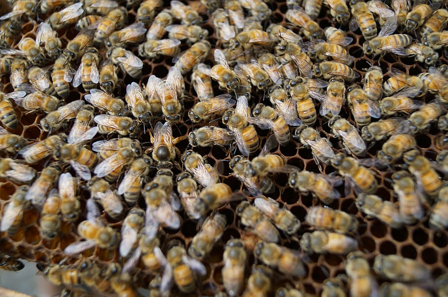 bees, closeup, insect, beehive, close-up, animal, animal themes HD wallpaper