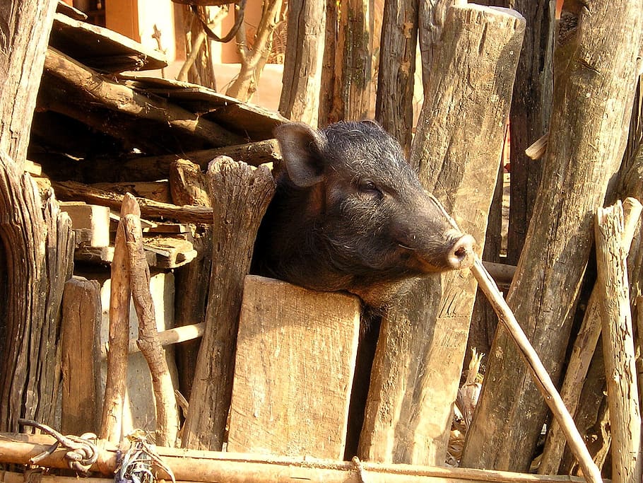 nepal, pig, piglet, head, animal themes, one animal, mammal HD wallpaper