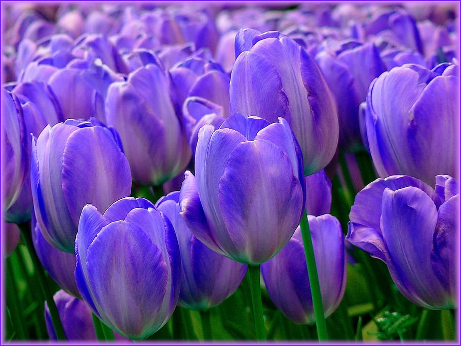 HD wallpaper: close-up photo of purple tulip flowers, tulips, tulip fields  | Wallpaper Flare