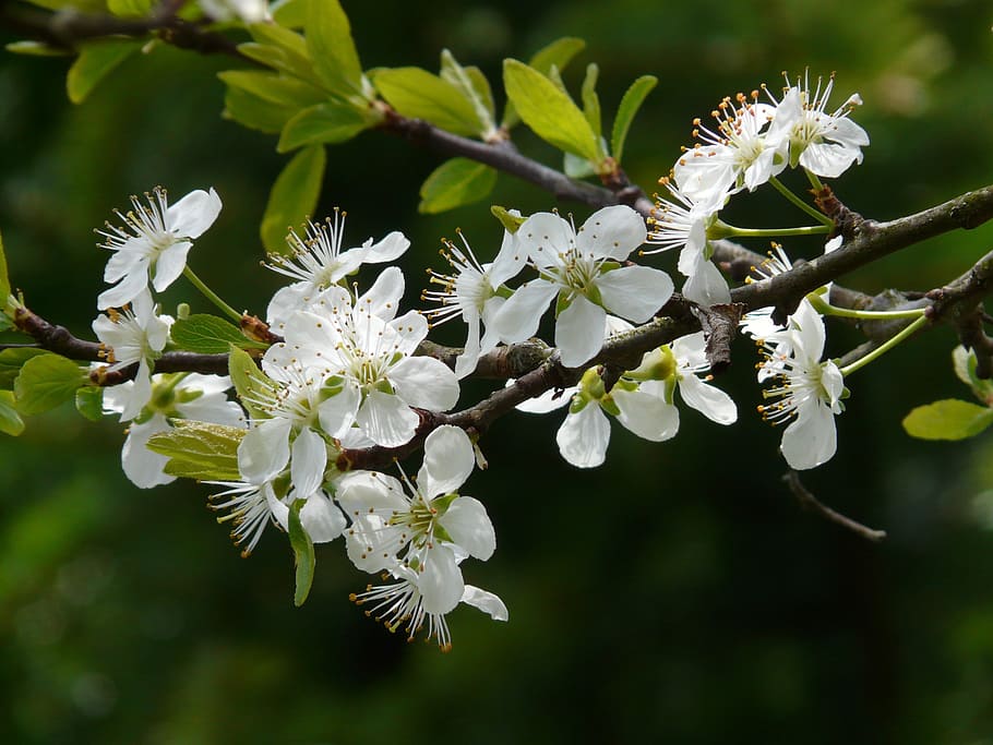 plum blossom, bloom, tree, spring, white, branch, flower, flowering plant HD wallpaper