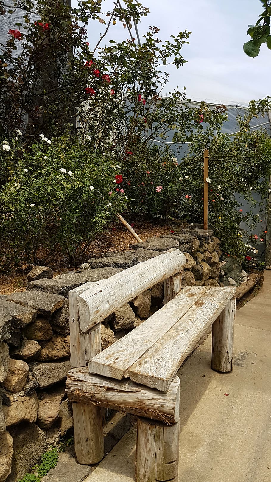 bench, walk, path, nature, park, walking, garden, plant, tree HD wallpaper