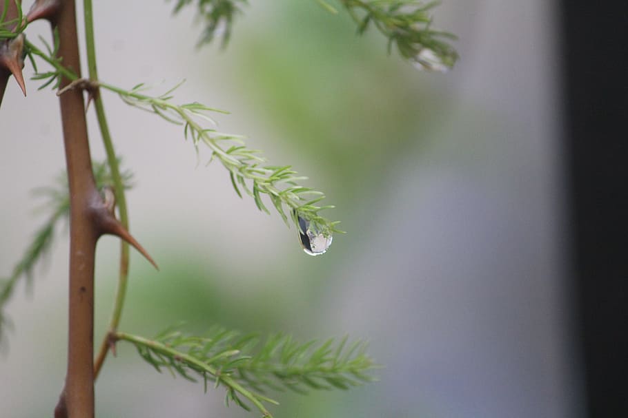 plant, leaves, drop, dew, rainy day, raindrops, stem, woody HD wallpaper