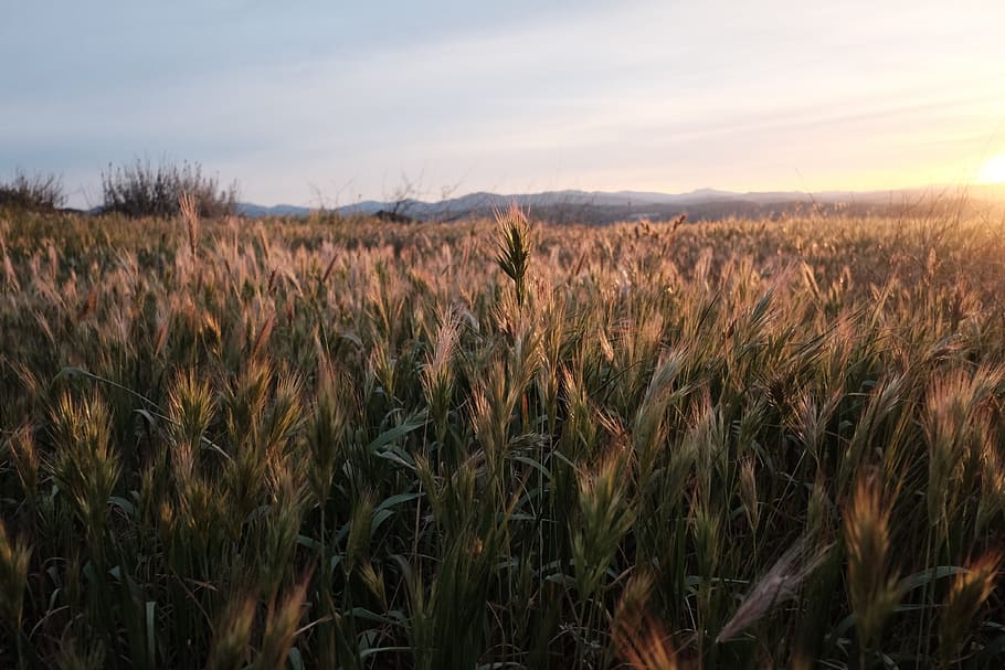 green grass field far away from mountains, wheat, barley, hops, HD wallpaper