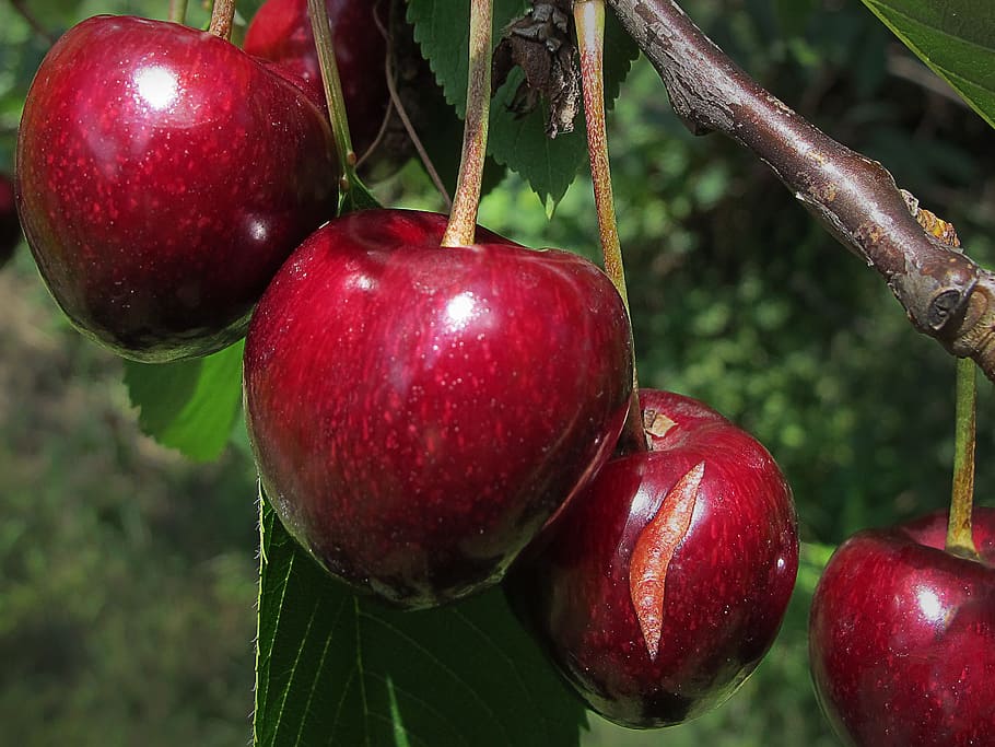 Cherries, Sweet Cherry, Fruit, stone fruit, red, fruits, food HD wallpaper
