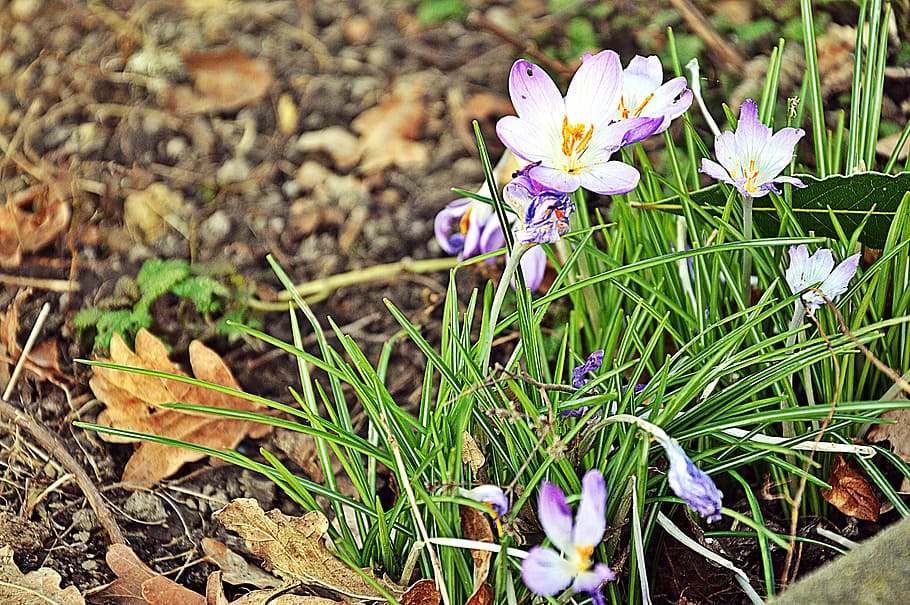 spring, crocus, nature, flowers, flowering plant, freshness HD wallpaper