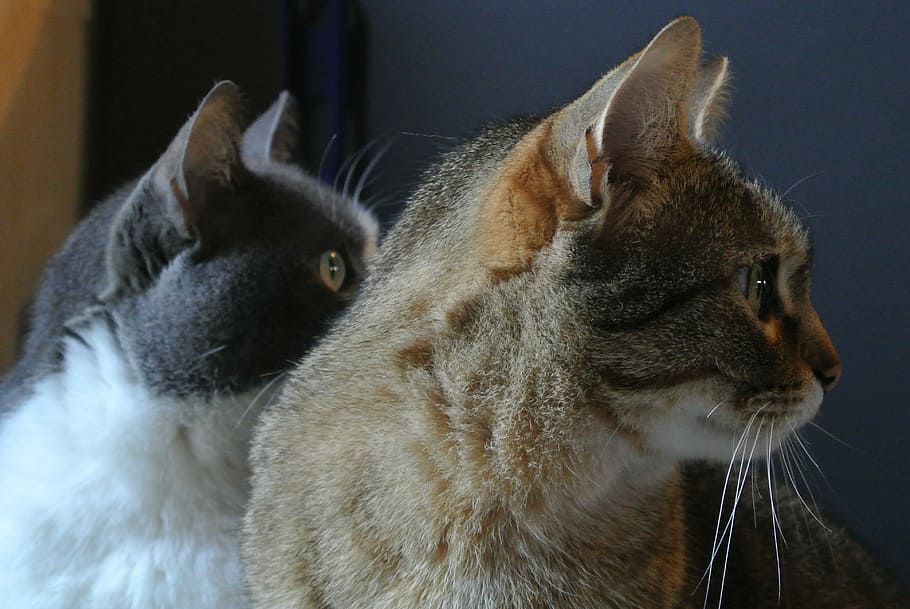 Cats, Malai, Mici, Pets, Animals, one animal, animal themes HD wallpaper