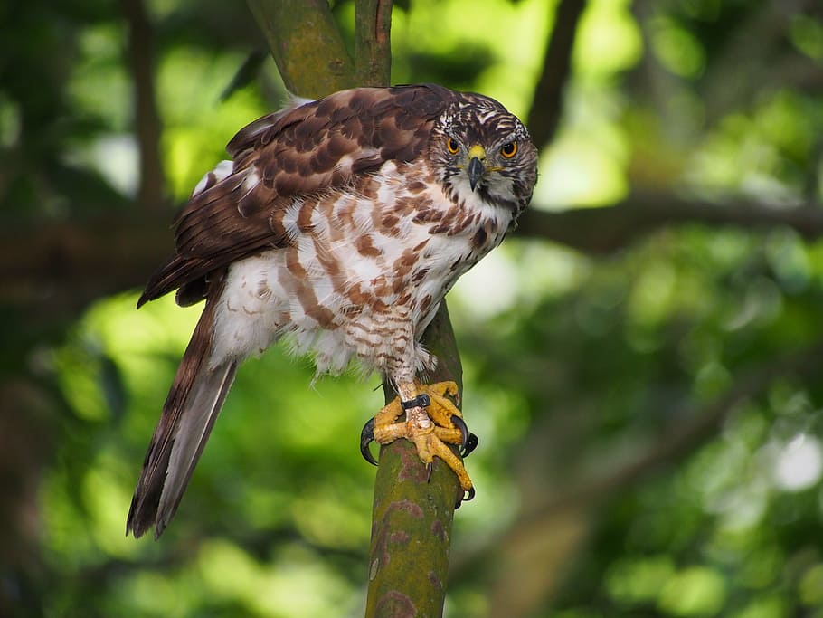 fung head goshawk, focus, ferocious, bird, nature, wildlife HD wallpaper