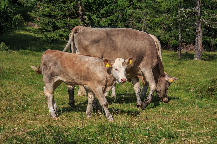 Calf, Beef Cows, Alm, Meadow, agriculture, livestock, cattle HD wallpaper