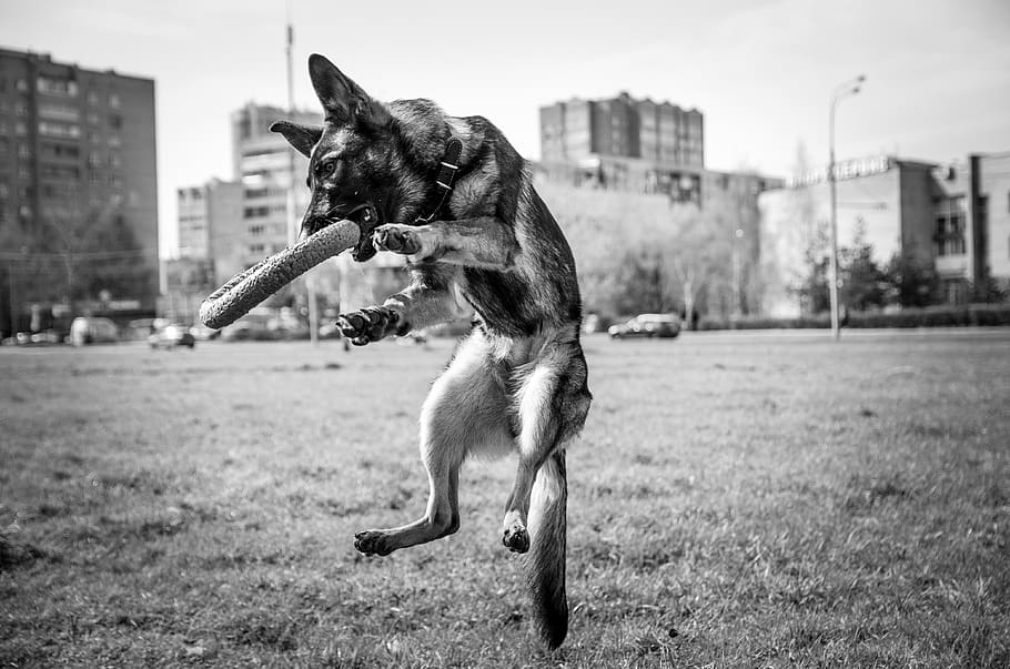 dog, shepherd, animals, mammal, domestic, domestic animals HD wallpaper