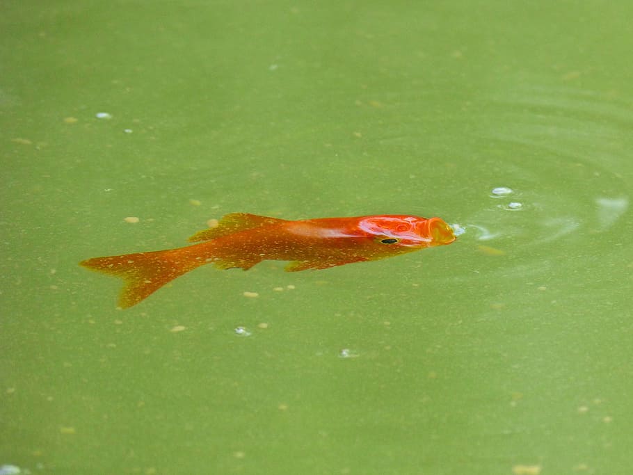 carp, fish, bubble, orange, animal, animal themes, water, animal wildlife HD wallpaper