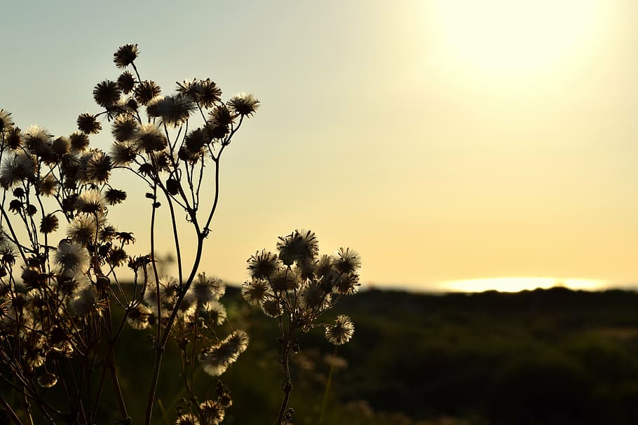 borkum, evening, dune, evening sky, summer, holiday, sunset HD wallpaper