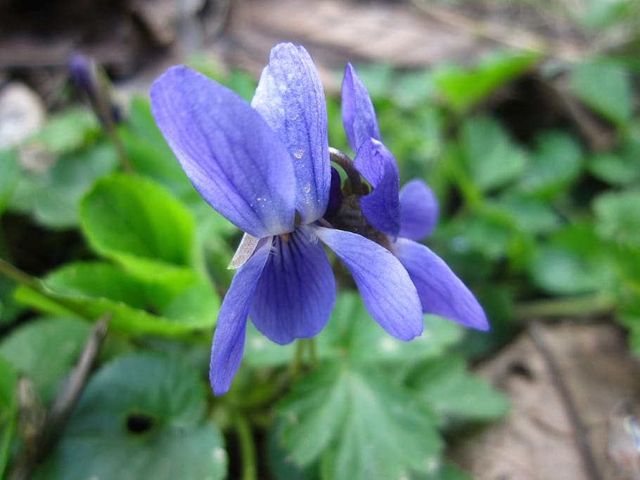 flower, nature, spring, flowering plant, freshness, beauty in nature HD wallpaper