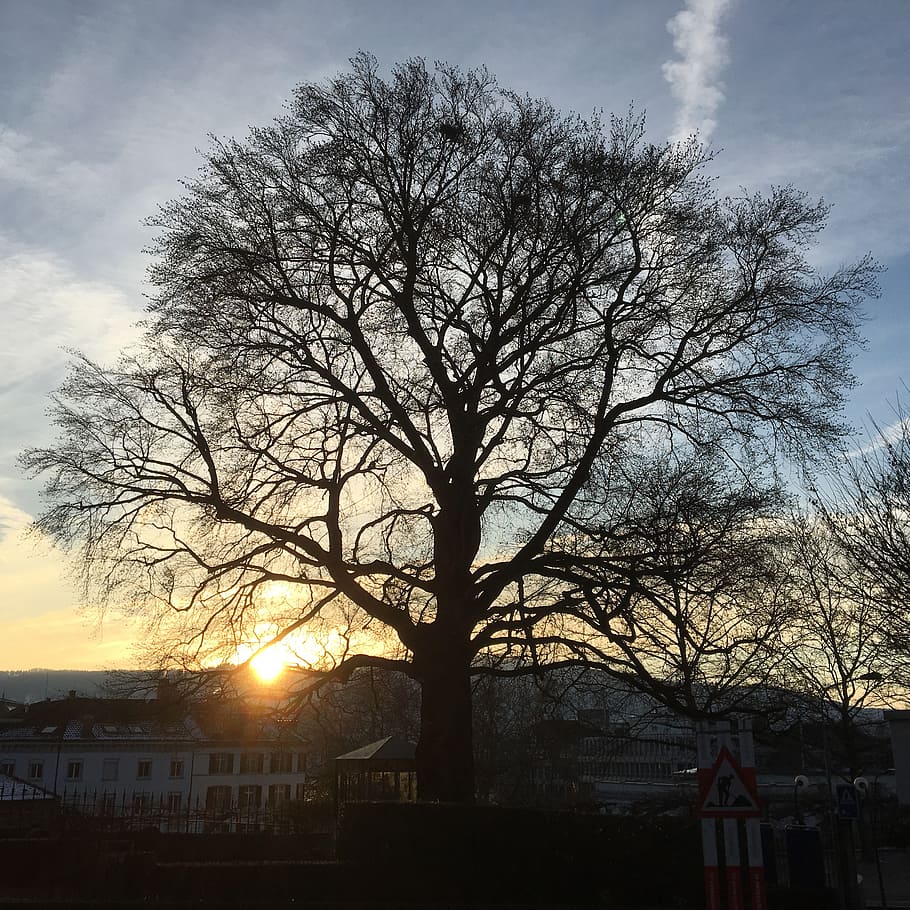 tree, zurich, mood, sunset, landscape, winter, sky, bare tree HD wallpaper