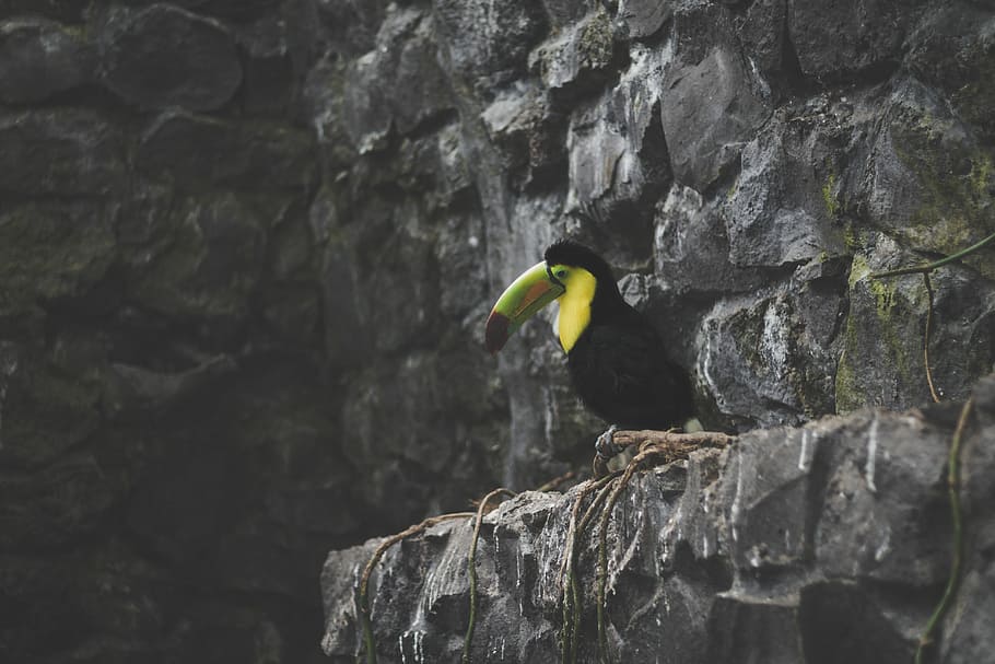 toucan on rock formation during daytime, black and yellow toucan bird on gray rock HD wallpaper