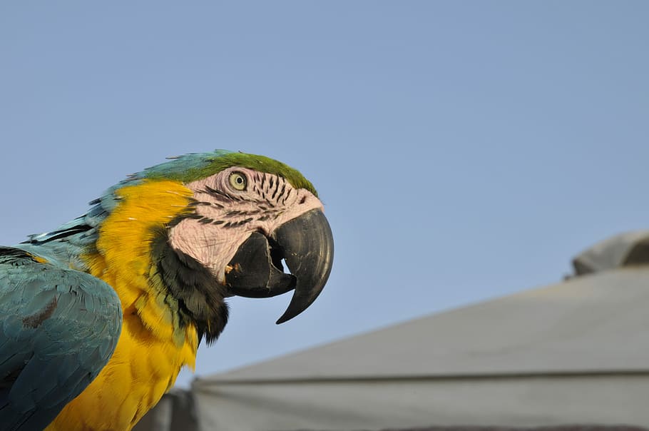 parrot, ierapetra, animal, animal themes, one animal, animal wildlife HD wallpaper