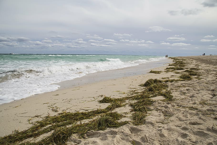 beach, sand, orange, cloudy, palm, tree, nature, ocean, sea HD wallpaper