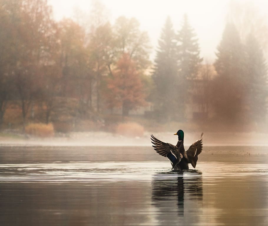 brown duck on body of water beside trees, mallard duck on body of water HD wallpaper