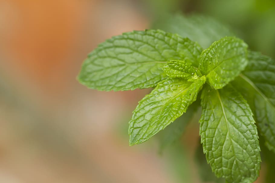 selective-focus photography of green leafed plant, tea, mint HD wallpaper
