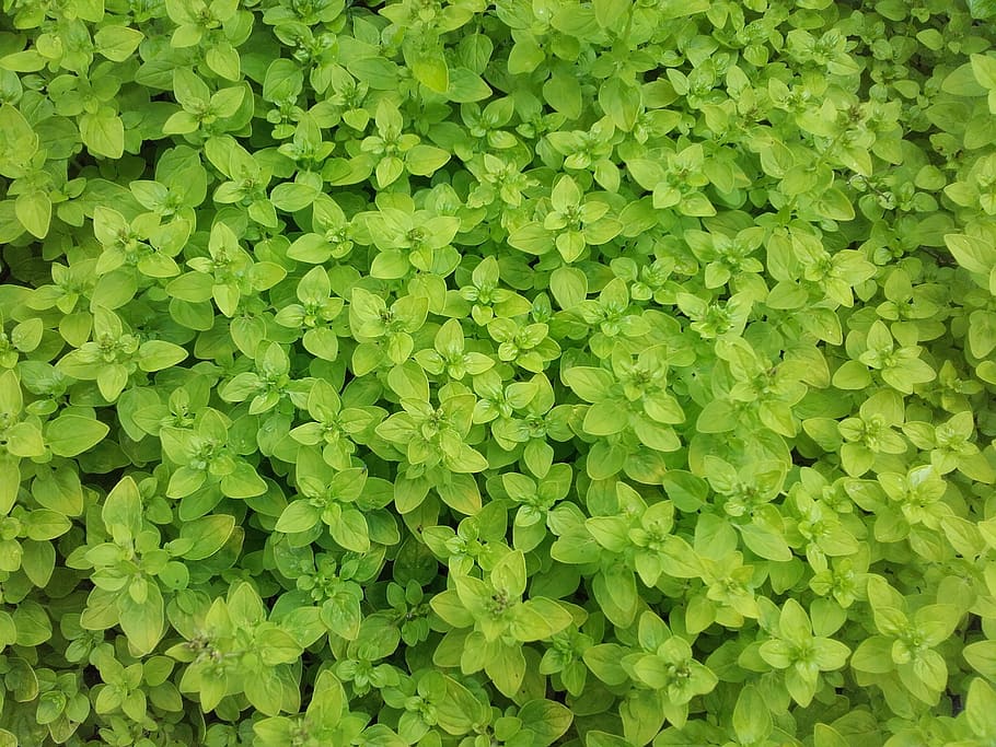 spice, marjoram, herb, green color, full frame, growth, plant HD wallpaper
