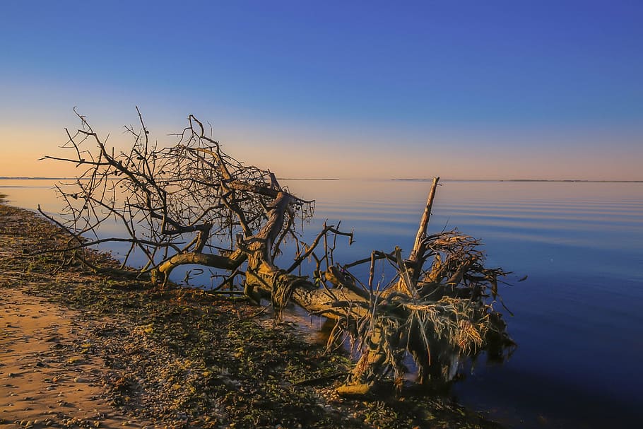 driftwood beside beach, nature, landscape, clouds, sky, water HD wallpaper