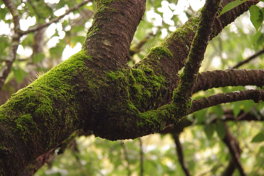 tree, moss, summer, wet, green, plant, growth, focus on foreground HD wallpaper