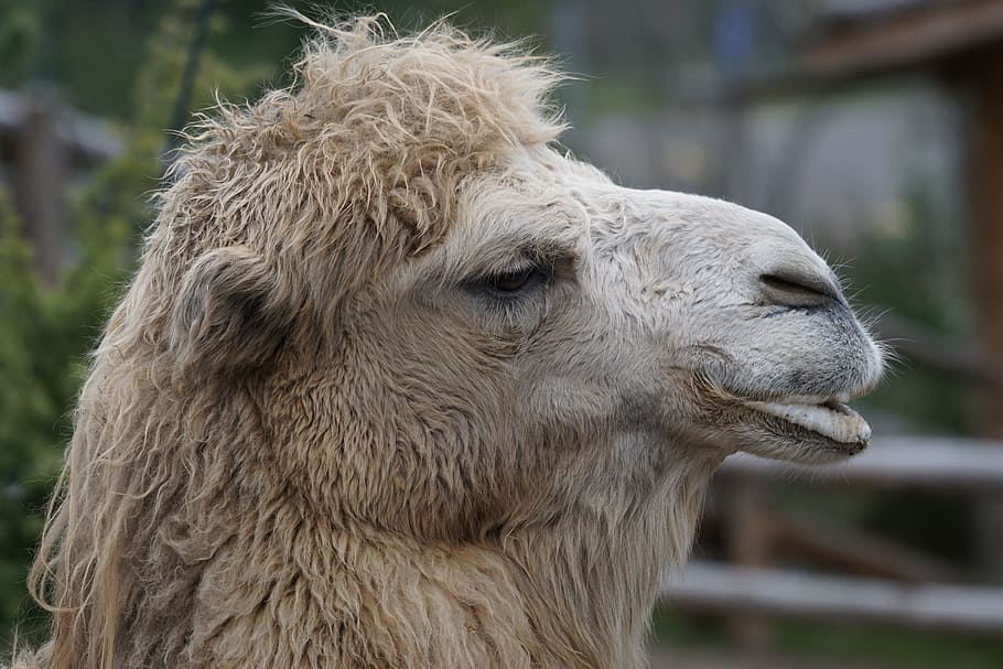 brown camel close-up photo during daytime, animals, old world camel HD wallpaper