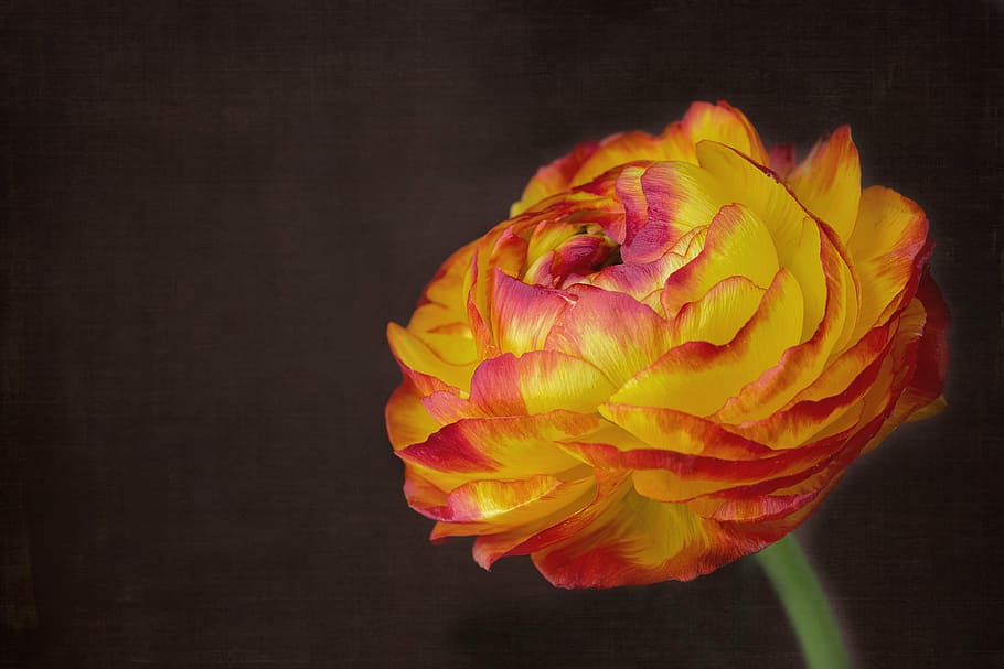 yellow and red ranunculus flower closeup photograpohy, blossom HD wallpaper