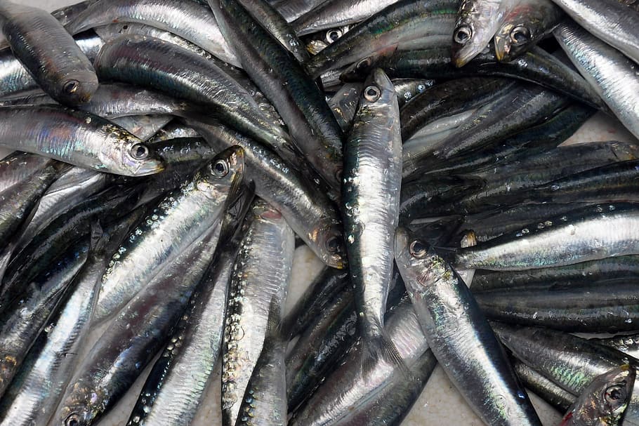 fish lot, Fish, Market, Food, Porto, seafood, freshness, close-up, HD wallpaper