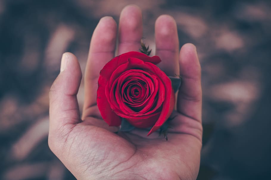 flower, red, petal, bloom, garden, plant, nature, autumn, fall HD wallpaper