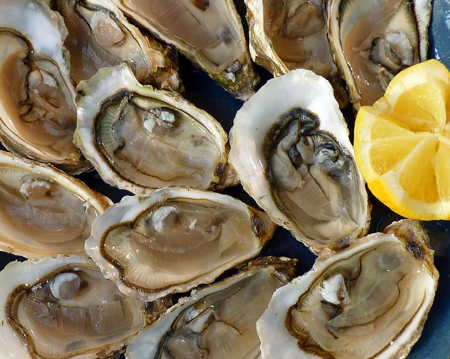 oysters with slice lemon, holidays, sea, the sea, tradition, seafood, HD wallpaper