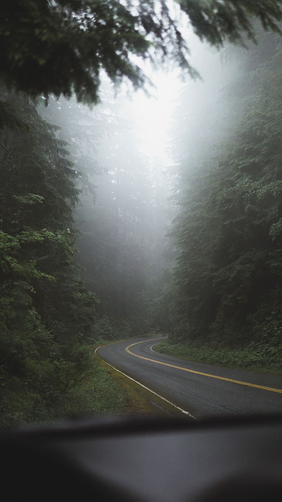 concrete road near trees at daytime, road surrounded by trees under mist HD wallpaper