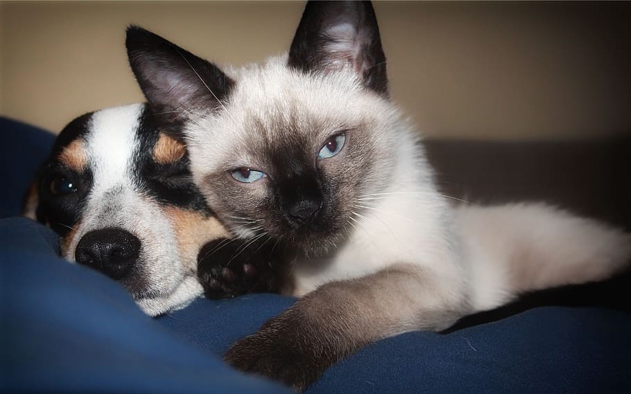 short-coated and short-cut black-and-white cat and dogs, kitten HD wallpaper