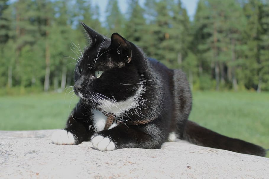 cat, animals, kitty, pet, domestic, pets, domestic animals HD wallpaper
