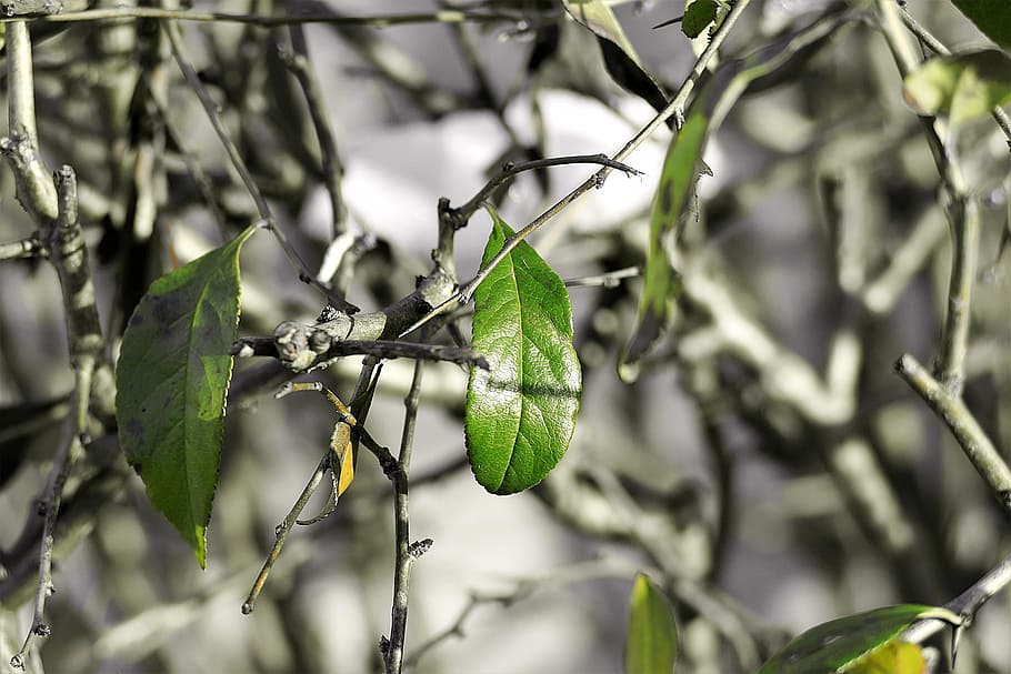 branches, leaf, green, plant, tree shoots, garden, green color HD wallpaper