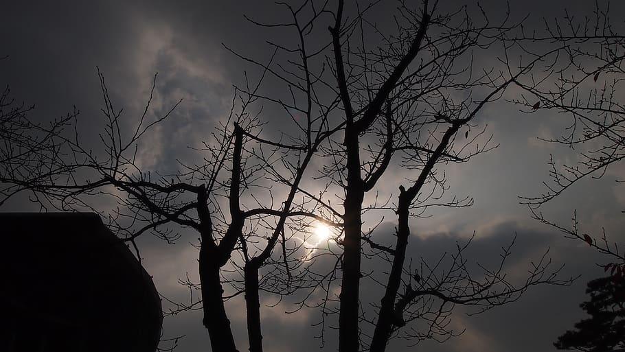 backlight, wood, sky, tree, bare tree, silhouette, branch, plant HD wallpaper