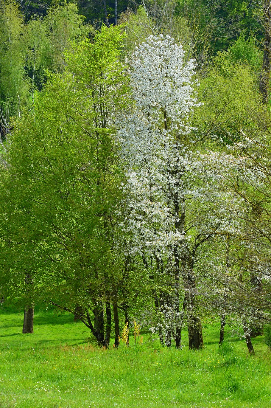 trees, spring, majestic tree, hiking, nature, plant, green color HD wallpaper