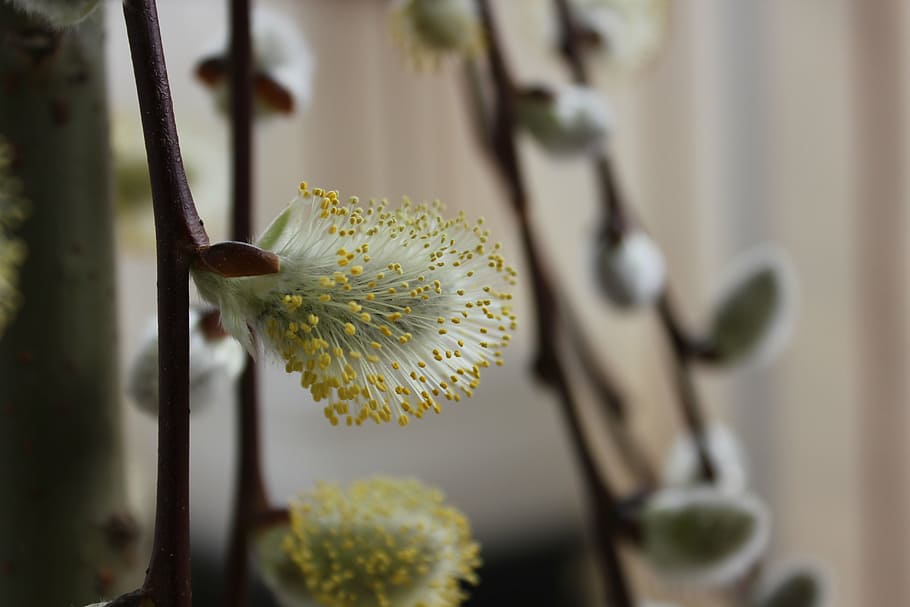 spring, plant, flowering, flowering plant, growth, close-up HD wallpaper