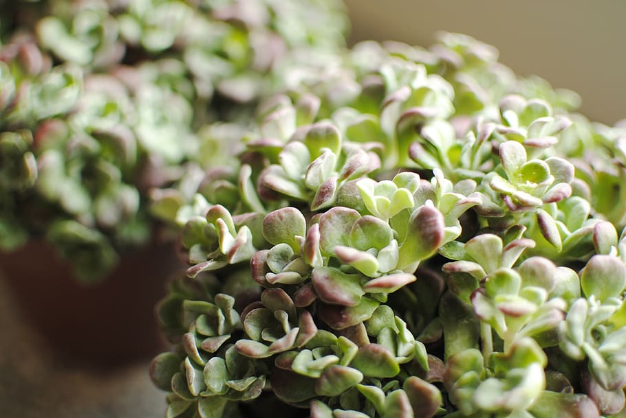 plants, succulent, botanical, green color, food and drink, close-up HD wallpaper