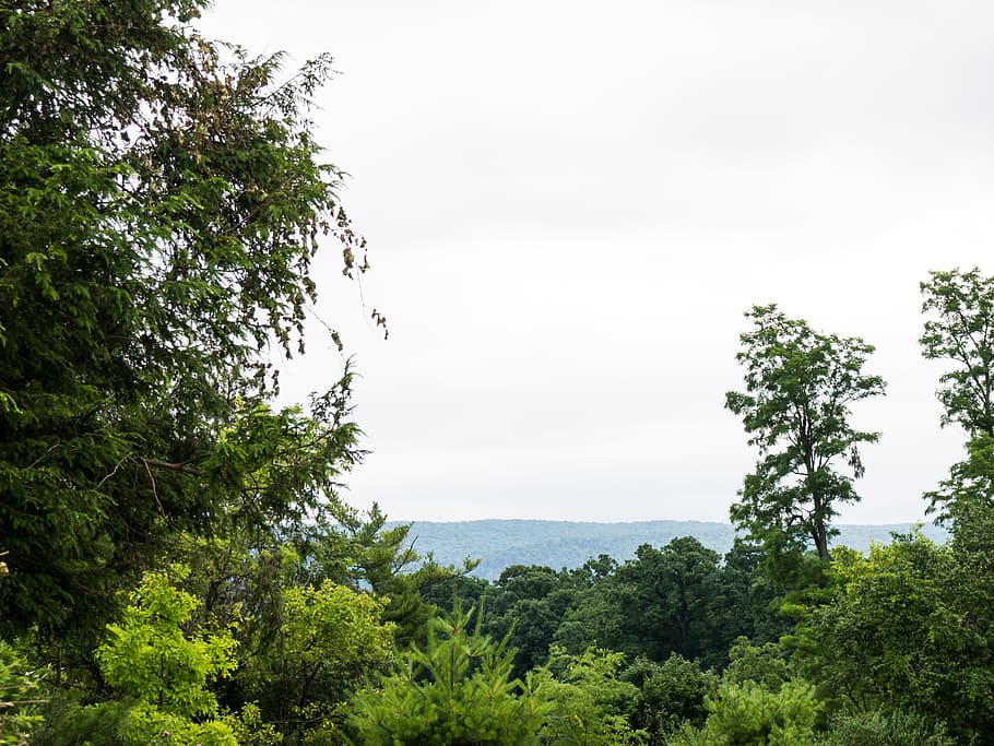 Trees In Front of Mountains, green, landscape, sky, Landscapes HD wallpaper