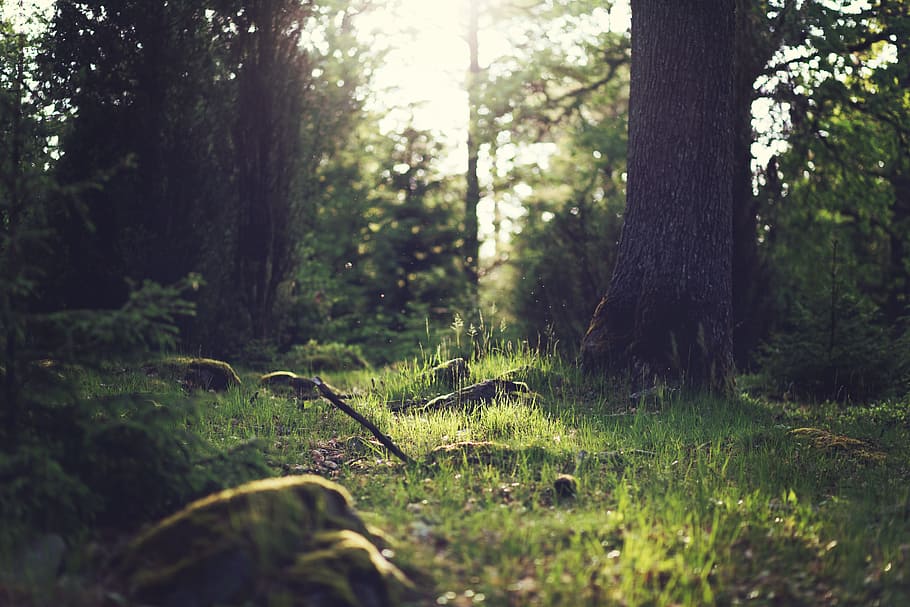 green grasses and trees during daytime, forest, light, dust HD wallpaper