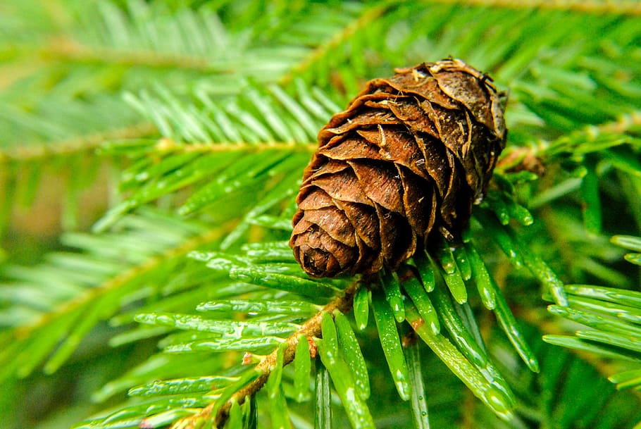 pine, pine cone, needles, green color, plant, close-up, no people HD wallpaper