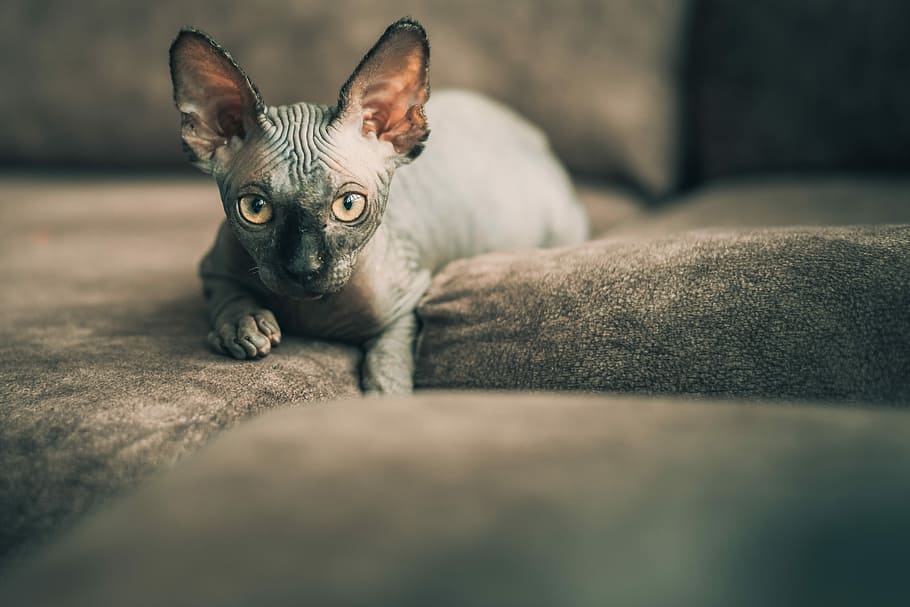 selective focus photography of spinx on brown sofa, gray Sphinx cat lying on beige pad, HD wallpaper