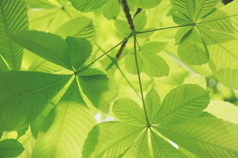 selective focus of green plants, low angle photo of green leaf plant HD wallpaper